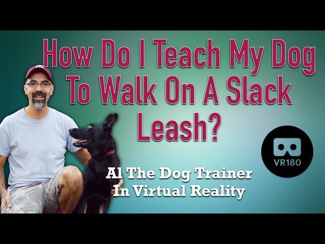 How Do I Teach My Dog To Walk On A Slack Leash? in VR180 - The Principles