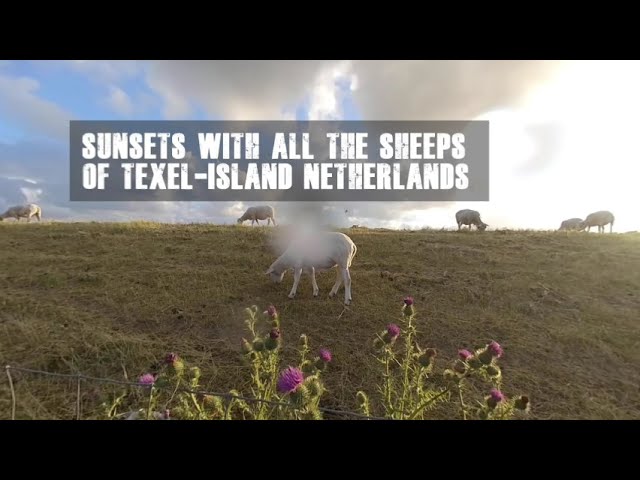 180 VR Sunsets with all the Sheeps of Texel, don't count them, Sleep Excercise w Music #Schafezählen