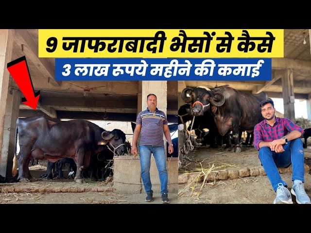 कैसे 9 भैसों से 3 लाख की कमाई | जाफराबादी भैंसों का फार्म कैसे शुरू करें