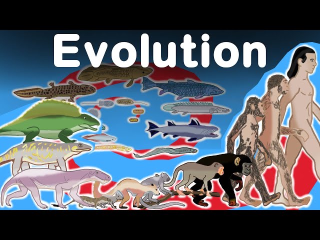 Awesome Human Evolution Timelapse