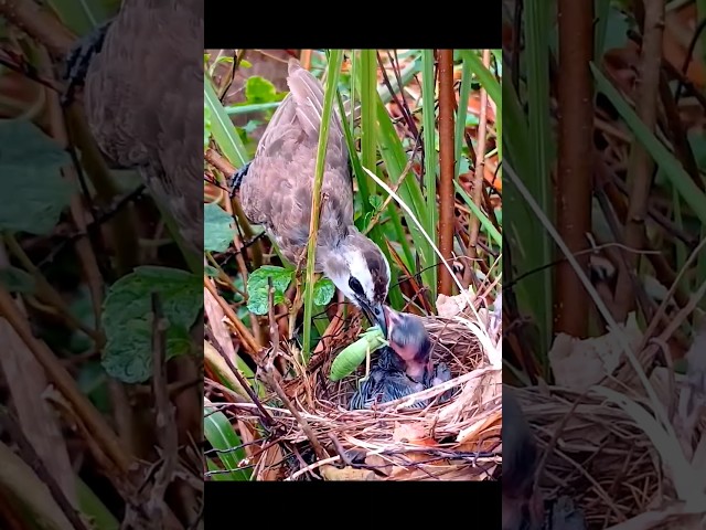 The mother bird brought a big Ganga grasshopper #birdlife