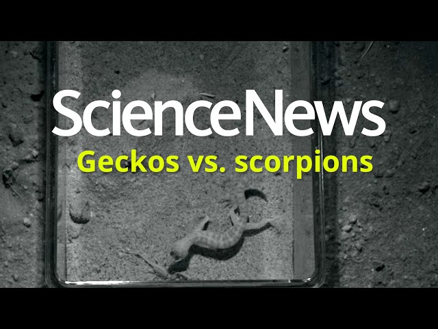 How these geckos eat scorpions | Science News