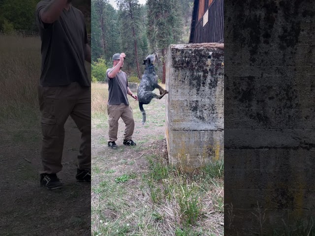 Blue Heeler Wall Climb Training