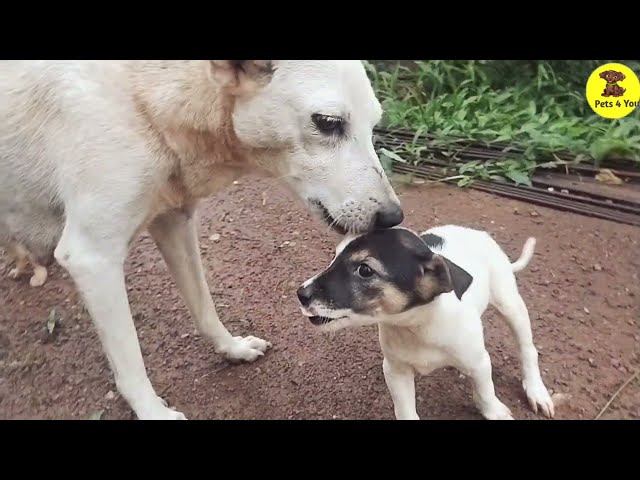 Mom dog and puppies non stop entertainment .