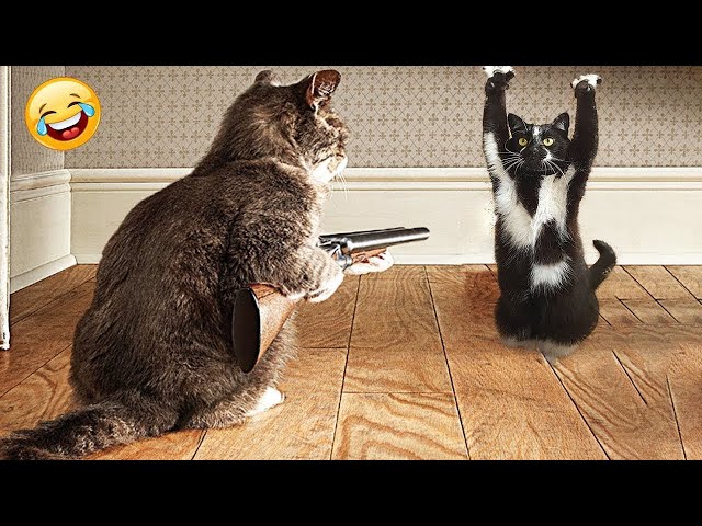 Funny animals - Funny cats and dogs - Funny animal videos 2024🤣