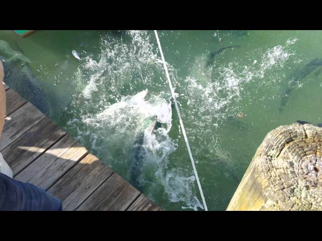 Feeding the Tarpon, Islamorada,  FL