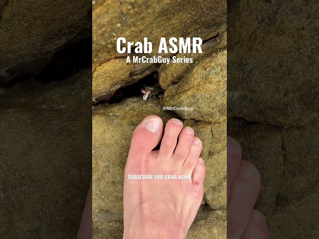 Crab Pedicure ASMR Sounds! 🤯🦀🦶#shorts