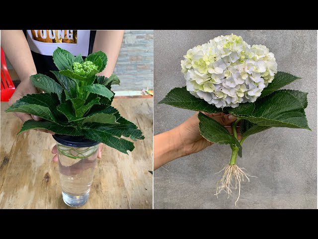 Try how to propagate hydrangea in water with aloe vera.