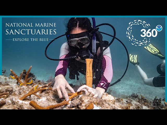 Explore the Blue: 360° Coral Restoration