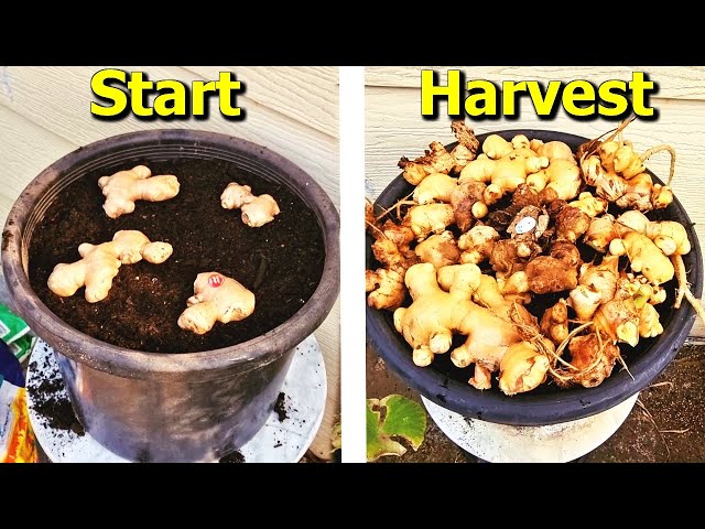 How to Grow Ginger From STORE Bought Ginger in Containers