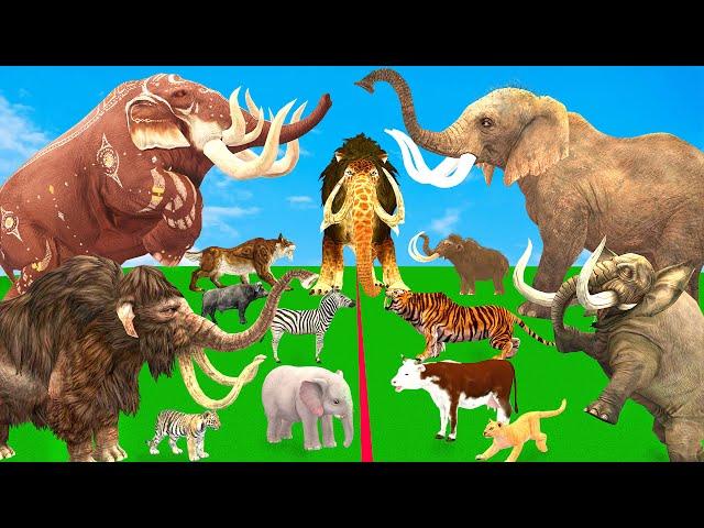 5 Mammoth Elephant Cow vs 5 Giant Tiger Lion Attack Baby Elephant Cow Buffalo Zebra Saved By Mammoth