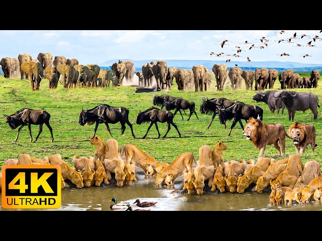 4K African Animals: Hwange National Park - Amazing African Wildlife Footage with Real Sounds in 4K