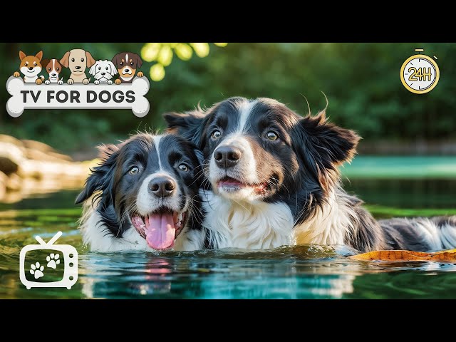 DOG TV: Relaxing Videos Entertainment for Dogs to Watch - Music Prevent Boredom & Anxiety for Dogs