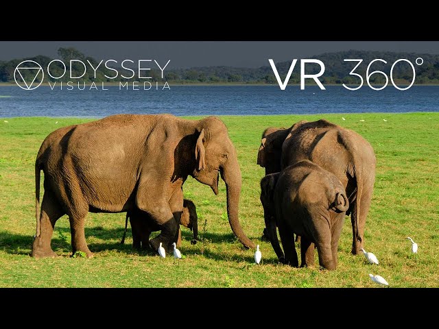 Elephant Safari Virtual Tour | VR 360° Travel Experience Sri Lanka Wildlife Encounter Minneriya