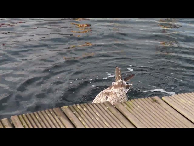 snacking seagull