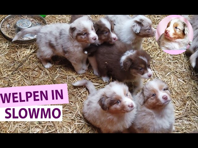 Funny Dog Puppies in SlowMo Mode - 6 Week old Australian Shepherds