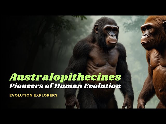 Australopithecines: Pioneers of Human Evolution | Ancient Humans