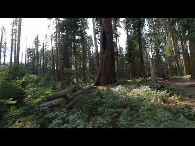 Sequoia National Park - Lightning Struck Tree VR180