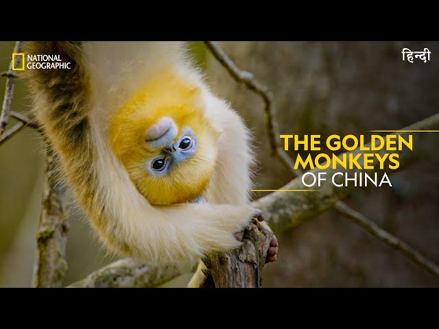 The Golden Monkeys of China | China's Hidden Kingdoms | Full Episode S01-E05 | हिन्दी | #NatGeoIndia