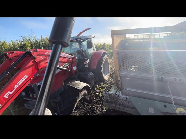 Dad Stuck?, Spreading Lime and Harvest Maize. #stuckinmud #spreading #cornharvest