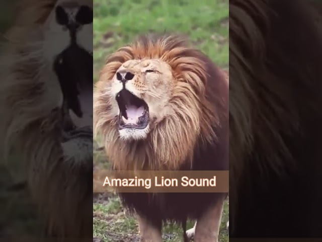 Lion Sound 🦁 | Lion Roaring ( Roar sound ) #shorts