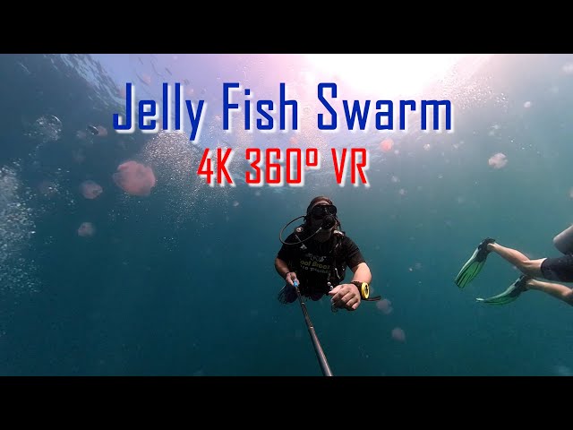 Jelly Fish Swarm - 4K 360° VR: King Cruiser Wreck; Phuket - Eastbound and Up