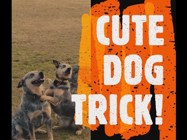 Sister & Brother Cattle Dogs Adorable Smart Trick  | Fridays With Friday