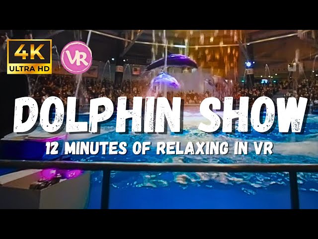 Dolphin Show in VR: Aquarium Ambience ASMR for Relaxation