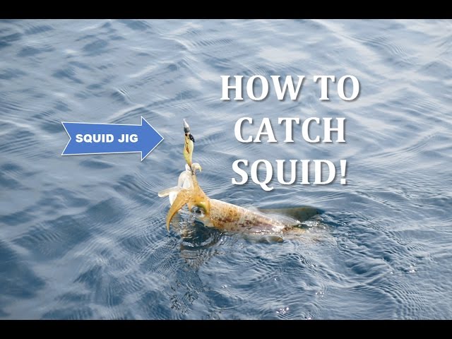 Yamashita - How to catch squid using drift eging & iki jime!