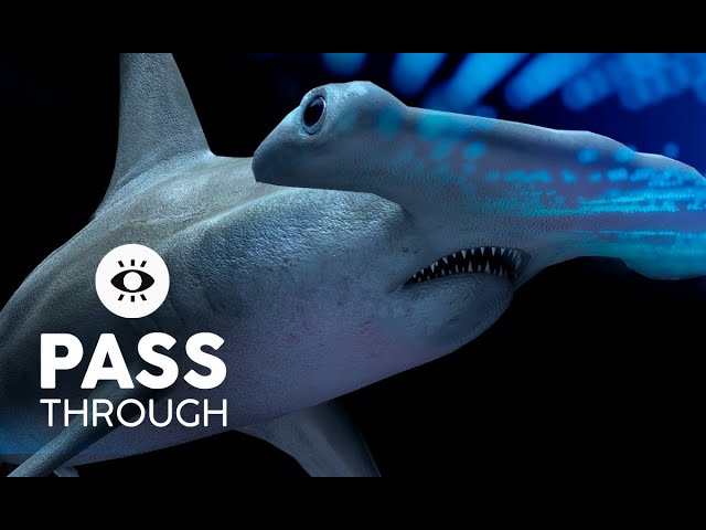 Hammerhead Sharks CGI animation VR180