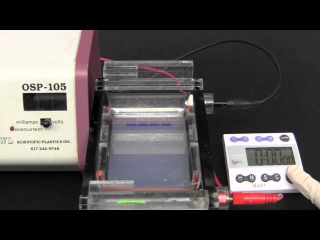 Gel Electrophoresis