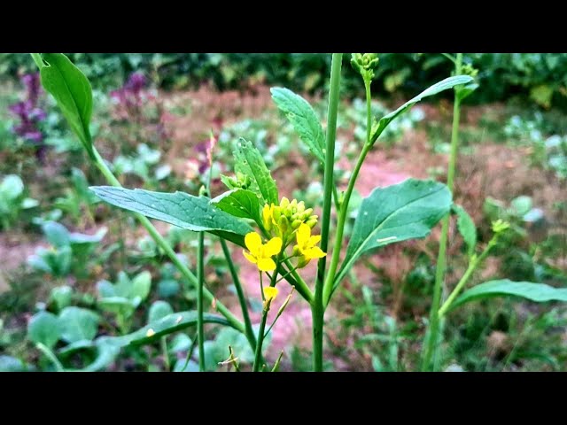 How Mustard Plants Could Change Agriculture Forever