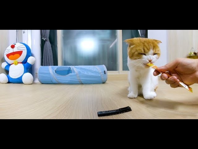 [180 3D VR] Verelife 14 츄르+간식 ASMR?