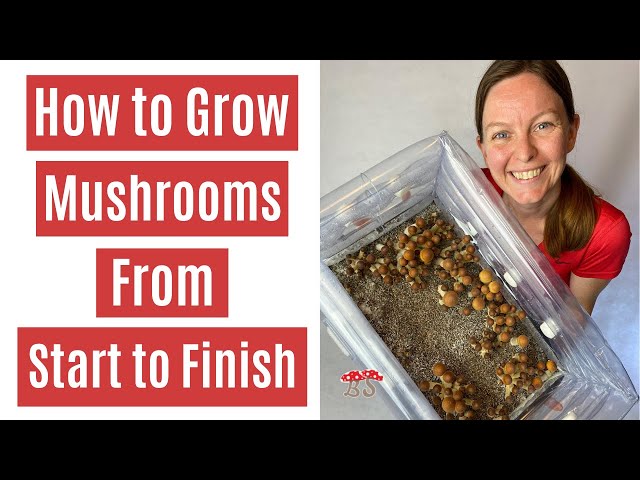 How to Grow Mushrooms from Start to Finish in a Monotub