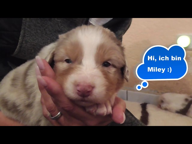 Süße Australian Shepherd Welpen - Miley 3 Wochen alt mit der ganzen Familie