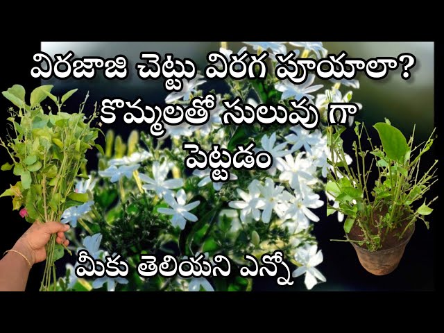 virajaji plant care | how to grow virajaji plant from cuttings in telugu