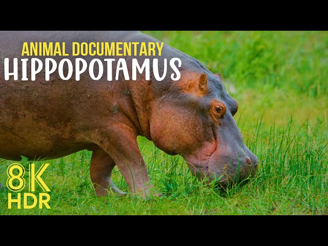 HIPPOPOTAMUS - One of the Most Dangerous Animal in Africa - Wildlife Documentary 8K HDR