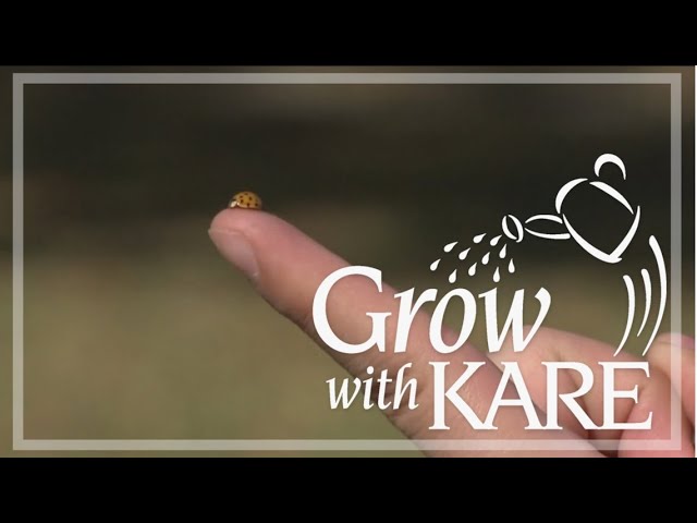 Grow with KARE: Ladybugs versus Asian Ladybeetles