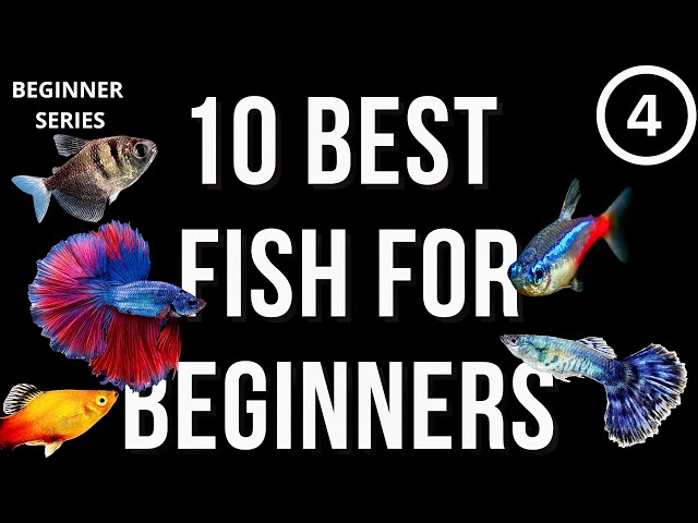 4️⃣ BEST BEGINNER FISH FOR YOUR FIRST AQUARIUM - The Ultimate Beginner's Guide - #youtube