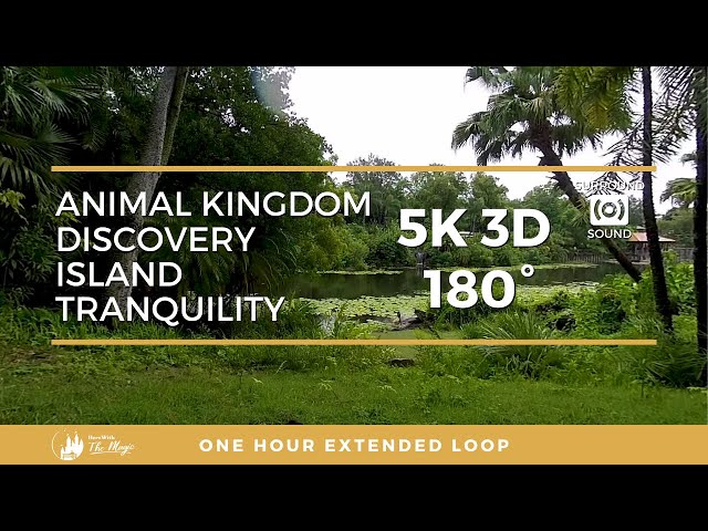 Tranquility at Animal Kingdom's Discovery Island (5K 3D 180° VR)