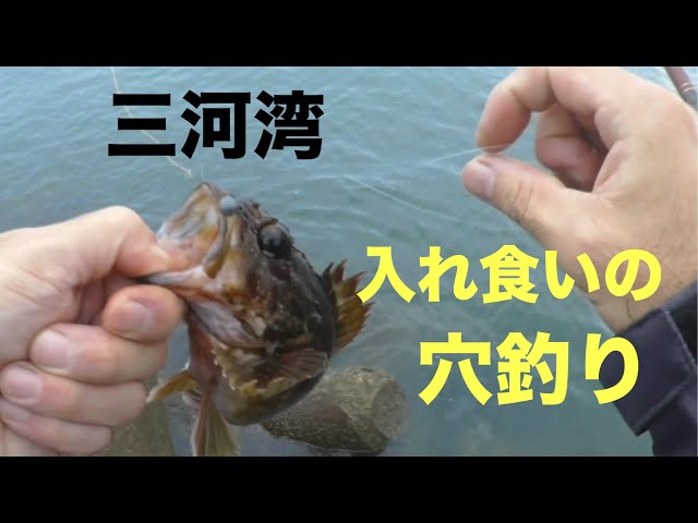 三河湾のテトラで穴釣り