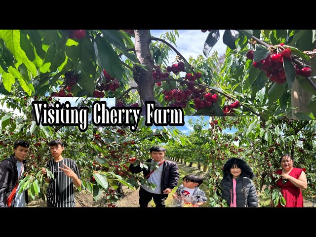 Visiting Cherry Farm With My Family!🍒🍒🍒😋😋😋