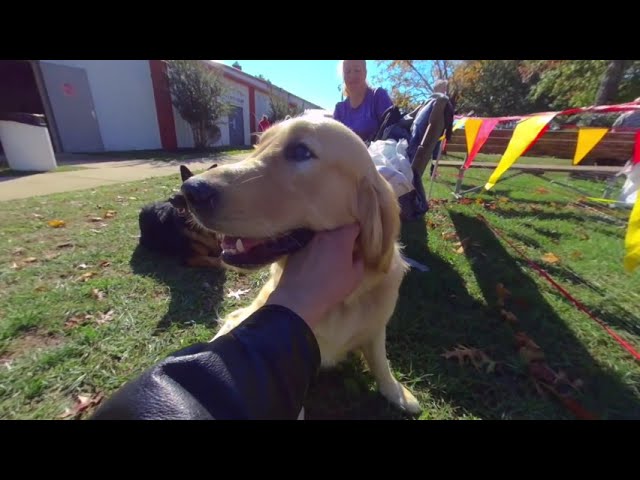 Dogs at Maryland DogFest 2021 3D 180 VR