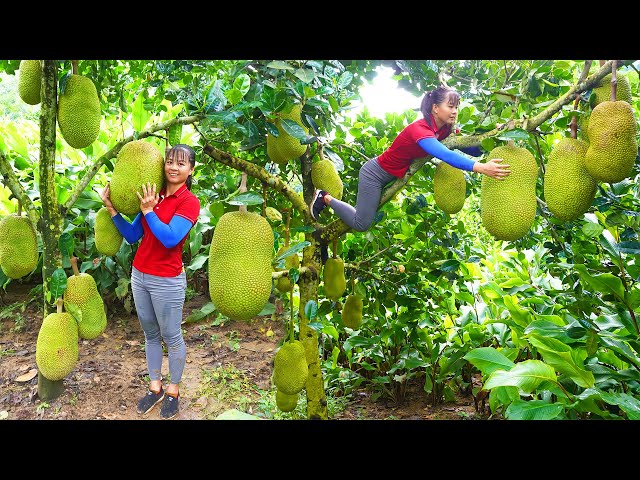 Harvesting Giant Ripe Jack Fruit goes to the market sell - Cooking jackfruit sticky rice