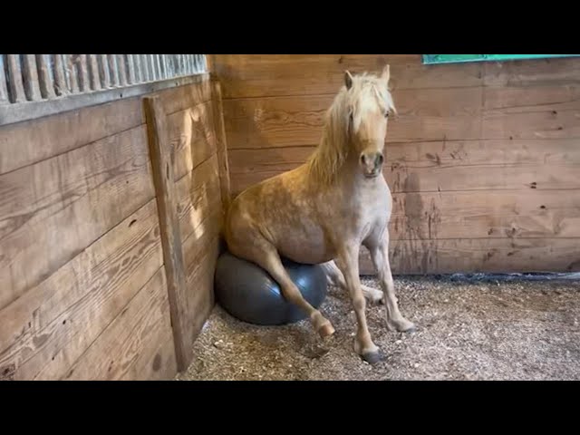 Funniest Horses