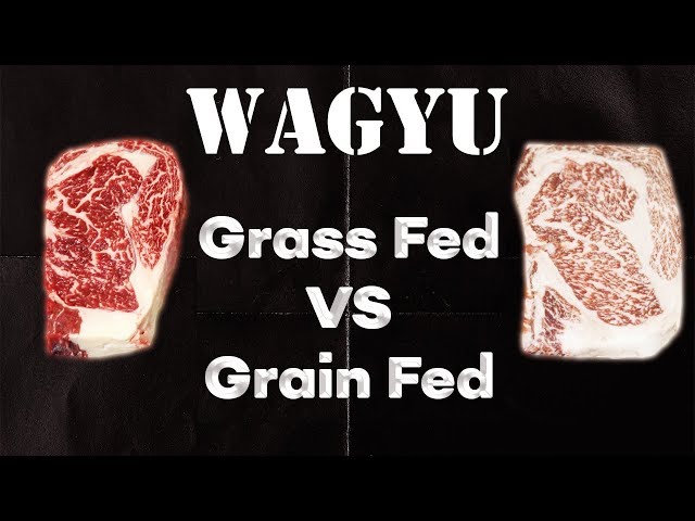 Grass Fed VS Grain Fed WAGYU BEEF