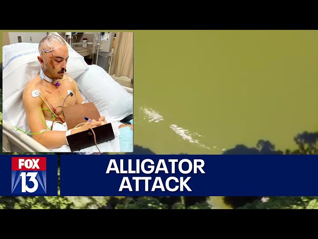 Drone video shows alligator attacking Florida man swimming in lake