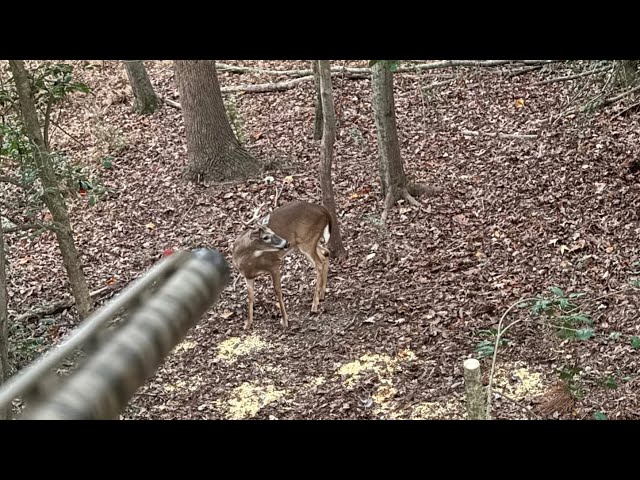 Rut Action In Eastern North Carolina