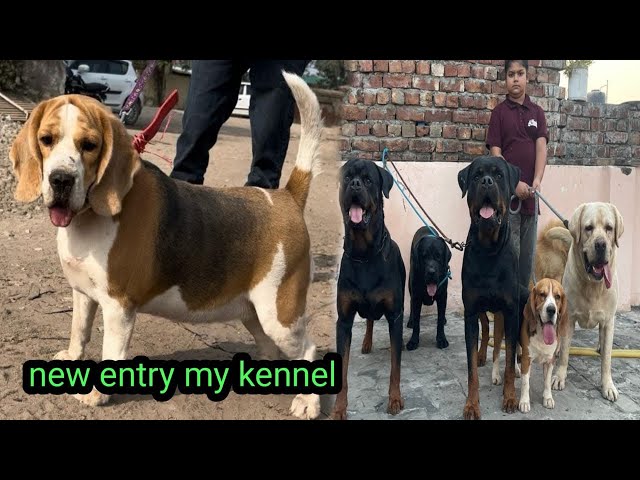 Beagle puppy’s !! Hen hatching 🐣 day -18 !! New dog alert 🔔!! Playing with sultan !! #trend #youtube