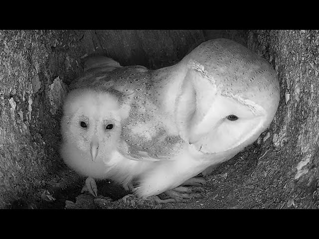 Lucky Barn Owl Adopted by Wild Owls | Gylfie & Dryer | Robert E Fuller